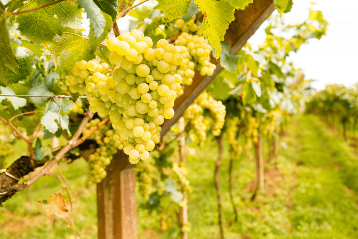 Festival do Moscatel Tradicional (EM CONSTRUÇÂO)