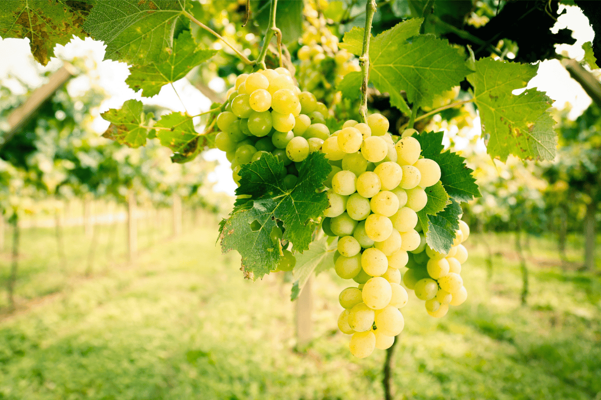Festival do Moscatel Tradicional (EM CONSTRUÇÂO)